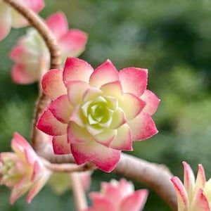 Puede incluir: Primer plano de una planta suculenta con múltiples rosetas. La suculenta presenta un núcleo verde central rodeado de capas de hojas de color amarillo cremoso bordeadas de rosa vibrante. La planta se encuentra sobre un fondo verde borroso.