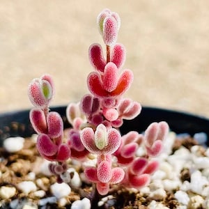 10 Seeds 1491.16-Drosanthemum sp SB1410 Rare Succulent Seed Pink Succulents Meaty Plants