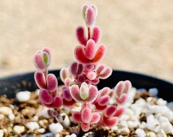 10 Seeds 1491.16-Drosanthemum sp SB1410 Rare Succulent Seed Pink Succulents Meaty Plants