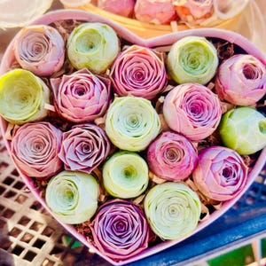 Greenovia MIX, Succulenta Mountain Rose, Succulente a rosetta rosa e colorate (20 semi)