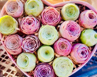 Greenovia MIX, Succulenta Mountain Rose, Succulente a rosetta rosa e colorate (20 semi)