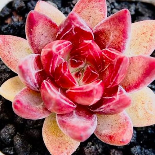 10 seeds Echeveria ‘Psyche’ New rubin Hybrids Rare Succulent seed Pink Mountain Rose Seeds Flower Succulents Meaty Plants