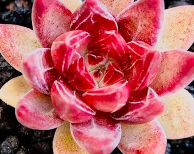 10 seeds Echeveria ‘Psyche’ New rubin Hybrids Rare Succulent seed Pink Mountain Rose Seeds Flower Succulents Meaty Plants