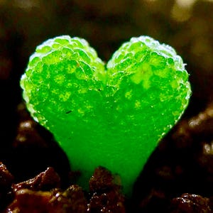 May include: A close-up of a vibrant green plant sprout shaped like a heart. The sprout has a textured surface and is surrounded by dark brown soil. The image is well-lit, highlighting the bright green color of the plant.