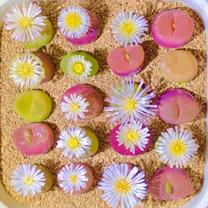 Puede incluir: Primer plano de una bandeja llena de suculentas coloridas. Las plantas muestran tonos de verde, rosa y morado, algunas con delicadas flores blancas y amarillas. El arreglo se encuentra sobre un lecho de pequeñas piedras de color marrón claro.