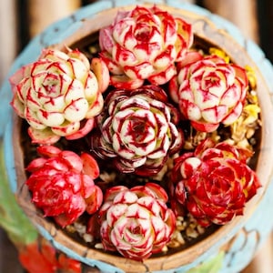 10 Seeds Echeveria sp El Encino Rare Succulent Seed Plant Cactus Flower Succulents Meaty Plants seeds