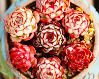Echeveria sp El Encino, 10 Samen, seltene Sukkulente