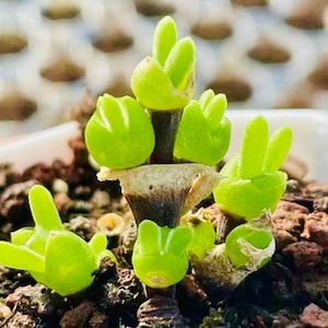 is aloe a succulent Aloe, Lace Aloe Aristaloe Aristata, Torch Plant, Bearded Aloe Succulent main image 0