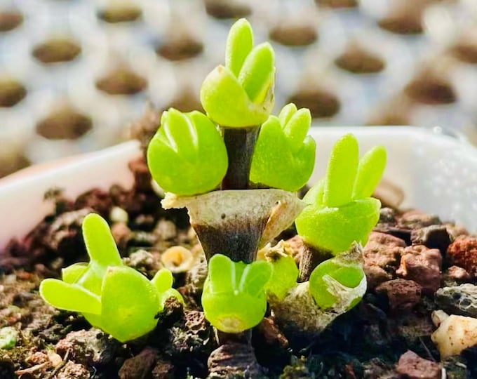 10 Seeds Dicrocaulon ramulosum Very Popular Succulent Seed Pink Succulents Meaty Plants
