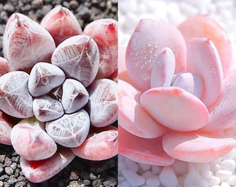 10 Seeds Echeveria Tolimanensis X laui Rare Hybrid Succulent Seed Pink Purple Plant Flower Succulents Meaty Plants