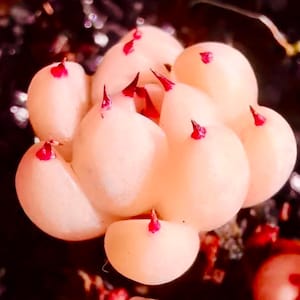 Pachyveria Elaine X Echeveria cuspidata var. zaragozae Nuovi ibridi succulenti (10 semi)