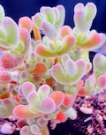 Drosanthemum delicatulum Mesemb Succulent, Ice Plant Family (10 Seeds) product logo