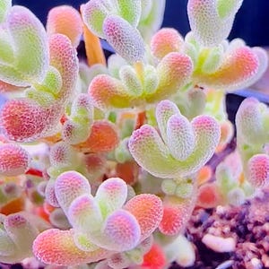 May include: Close-up of a succulent plant with fleshy, finger-like leaves. The leaves transition in colour from green to orange and pink, with a textured, dotted surface. The plant is a vibrant display of natural colours.