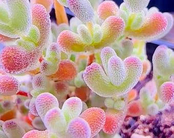 Drosanthemum delicatulum Mesemb Succulenta, Famiglia delle Piante di Ghiaccio (10 Semi)