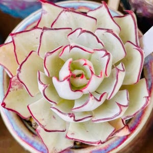 May include: Close-up of a succulent plant in a ceramic pot. The plant features pale green leaves with red edges, arranged in a rosette shape. The pot has a blue and purple glazed finish, creating a vibrant contrast with the plant.
