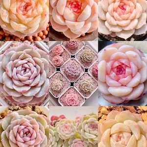 10 Seeds Echeveria Monroe hybrid sp ‘Pure’ Rare Succulent Seed Hybrid Pink Succulents Meaty Plants seeds