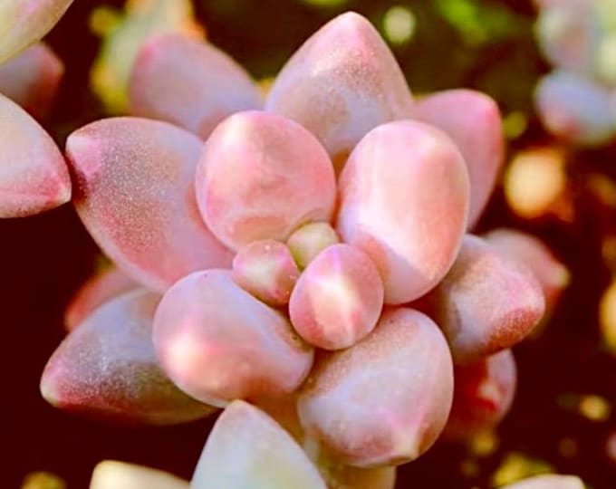 10 Seeds Pachyphytum baby finger X compactum Rose ‘Chiseled Stones’ New hybrid Rare Succulent Seed Pink Meaty Plants seeds