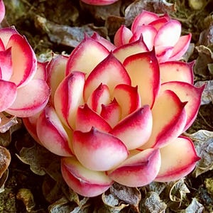 Pode incluir: Close-up de uma planta suculenta com pétalas em camadas. As pétalas são de cor amarelo creme com bordas vermelhas vibrantes, criando um contraste marcante. A planta é cercada por pequenas pedras cinzentas.