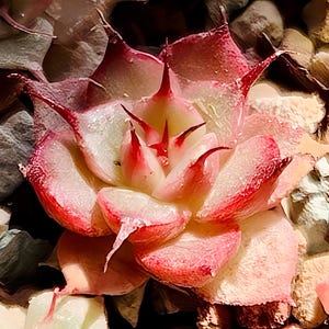 May include: A close-up of a succulent plant with pink and white leaves and sharp points. The plant is surrounded by small stones.