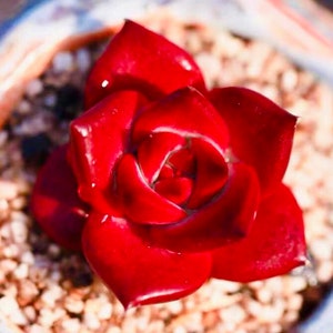 Pode incluir: Uma planta suculenta vermelha vibrante com folhas em forma de coração. A planta está em um pequeno vaso cheio de pedras claras. As folhas brilhantes têm um tom vermelho profundo, criando um contraste marcante com o fundo neutro.