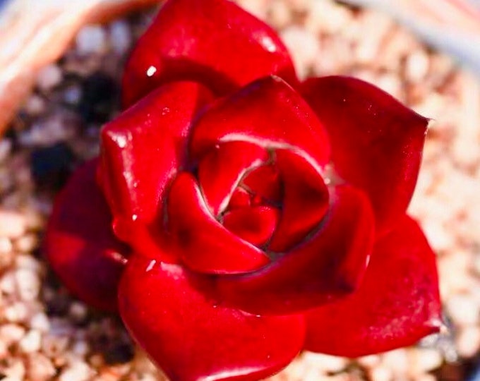 10 Seeds Echeveria Agavoides Romeo Rubin Rare Succulent Seed Pink Purple Mountain Rose Bonsai Plant Flower Succulents Meaty Plants