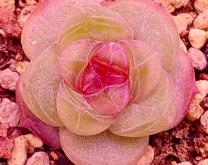10 Seeds Echeveria ‘snow bunny' X Orange monroe New hybrid Succulent Seed Pink Purple Plant Flower Succulents Meaty Plants