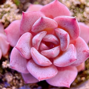 10 Seeds Echeveria Sugar Lo NEW hybrid Rare Succulent Seed Pink Succulents Meaty Plants seeds image 6