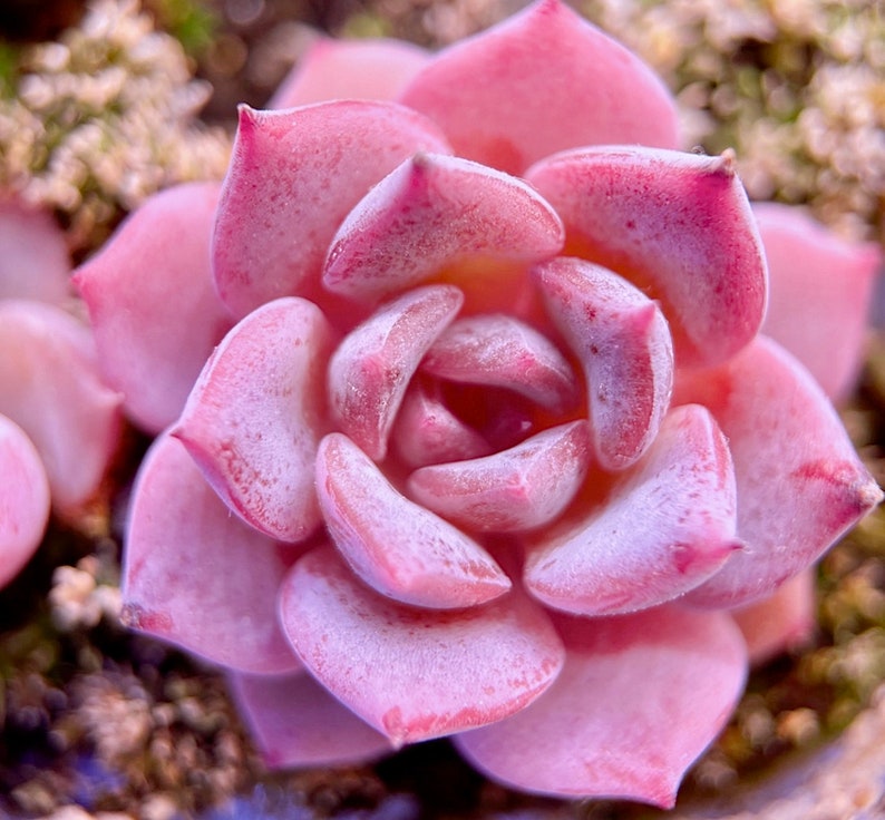 10 Seeds Echeveria Sugar Lo NEW hybrid Rare Succulent Seed Pink Succulents Meaty Plants seeds image 6