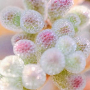 May include: Close-up of a succulent plant with rounded, pearl-like leaves. The leaves are a mix of pale green and white, with touches of pink and red. The plant has a textured, bubbly appearance, suggesting a unique, decorative houseplant.