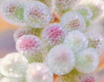 May include: Close-up of a succulent plant with rounded, pearl-like leaves. The leaves are a mix of pale green and white, with touches of pink and red. The plant has a textured, bubbly appearance, suggesting a unique, decorative houseplant.