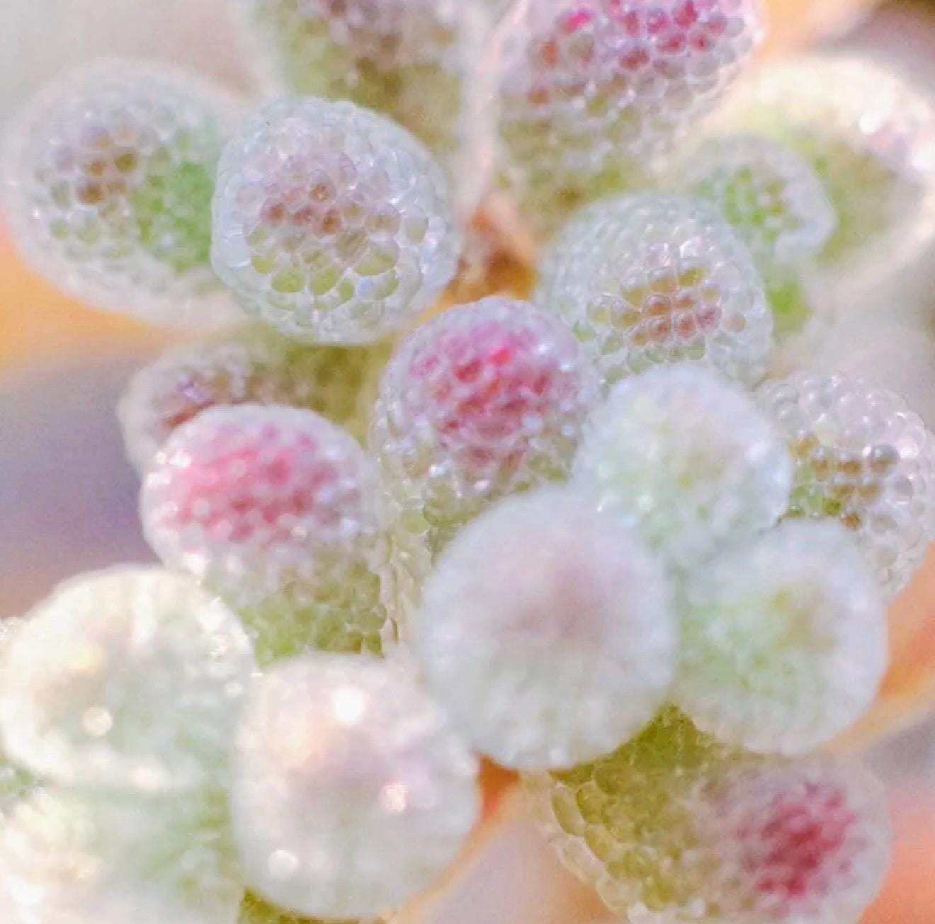Drosanthemum Sp Skilpad Succulent Pink Crystal Jelly Balls