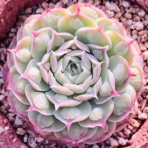 10 Seeds Echeveria Gilo drops New/ Hearts Choice Rare Succulent Seed  Plant Succulents Meaty Plants