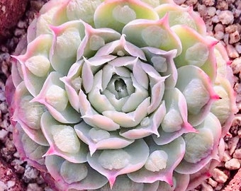 10 Seeds Echeveria Gilo drops New/ Hearts Choice Rare Succulent Seed  Plant Succulents Meaty Plants