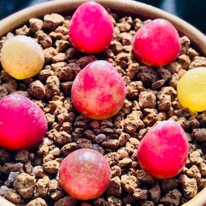 May include: A close-up of a potted succulent plant with several vibrant, round, pink and yellow leaves. The leaves are nestled in a bed of small, brown pebbles. The pot is a light brown color.