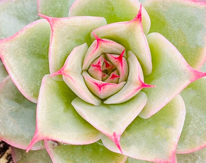 10 Seeds Echeveria Simulans Rose X ‘Red Knight ‘ New MalGan Hybrid Seed Rare Succulent Korea Succulents