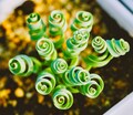 Albuca concordiana ‘Spring Grass’ spiral leaf bulb Succulent Seed Succulents (10 Seeds) product logo