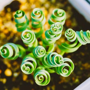 Albuca concordiana ‚Spring Grass‘ Spiralblatt-Zwiebel Sukkulenten Samen Sukkulenten (10 Samen)