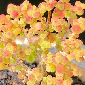 Drosanthemum sp 6 k sw Kliprand (rice gram): 10 seeds Very Rare Succulents