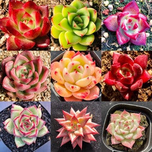 10 Semillas MEZCLA Echeveria Agavoides SP X Híbridos Raras Suculentas Semillas Rosa Púrpura Montaña Rosa Bonsai Planta Flor Suculentas Plantas carnosas