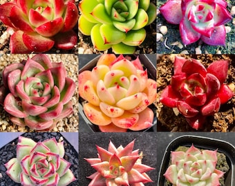 Talea Sedum Multiceps - Miniature Joshua Tree, Pianta Grassula, Coltivazione Biologica, Regalo Green - Foto 6