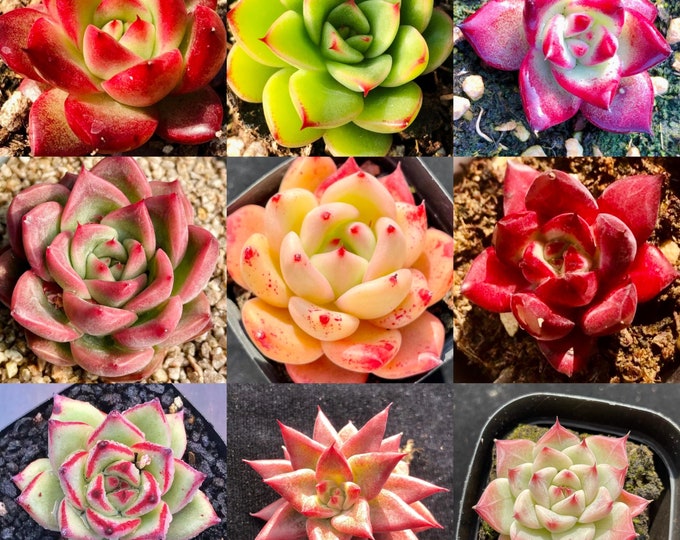 10 Seeds MIX Echeveria Agavoides SP X Hybrids Rare Succulent Seed Pink Purple Mountain Rose Bonsai Plant Flower Succulents Meaty Plants