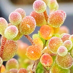 10 Seeds Drosanthemum globosum Very Rare Succulent Seed Pink Succulents Meaty Plants image 3