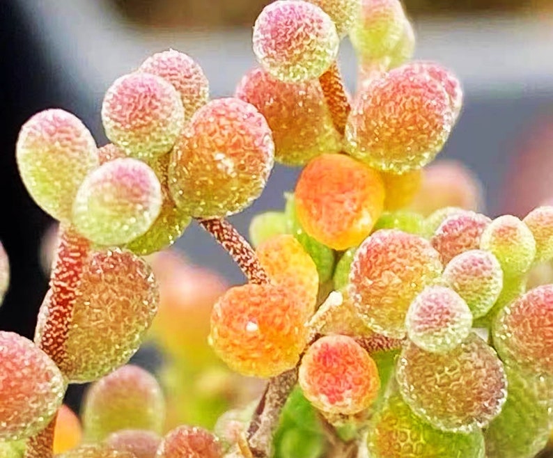 10 Seeds Drosanthemum globosum Very Rare Succulent Seed Pink Succulents Meaty Plants image 3