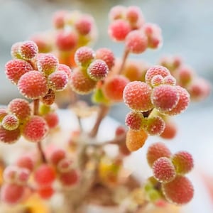 10 Seeds Drosanthemum sp 6 k sw Kliprand (rice gram) Very Rare Succulent Seed Pink Succulents Meaty Plants
