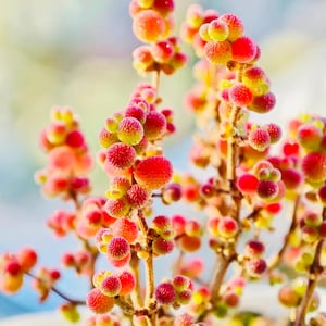 May include: A close-up shot of a succulent plant featuring clusters of red and yellow spherical shapes. The stems are light brown, set against a soft, blurred background. The image showcases the plant's bright, colourful appearance.