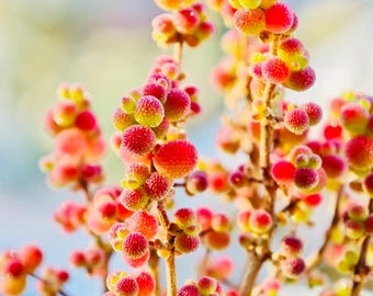 Drosanthemum Floribundum Rice, 10 semillas, semillas de suculentas rosadas muy raras, plantas carnosas.