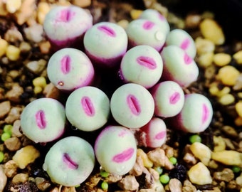 Conophytum pageae ‘Red Lip’ sp Mix Succulent Living stone (20 Seeds)
