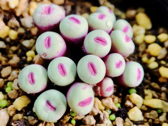 Conophytum pageae ‘Red Lip’ sp Mix Succulent Living stone (20 Seeds)