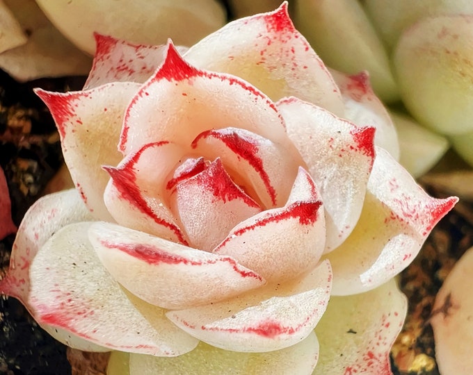 10 Seeds Echeveria ’Alba’ X Chihuahuaensis extremely Rare RECOMMENDED Succulent Meaty Plants
