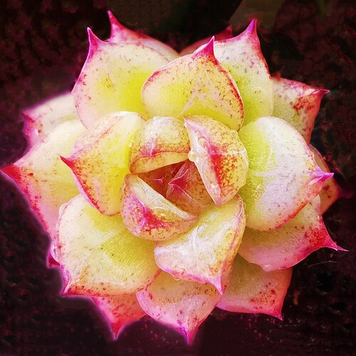 10 Seeds Echeveria Blood Maria (Black Queen, Black rose) X Chihuahuaensis Hybrids Succulent Seed Purple Succulents Meaty Plants